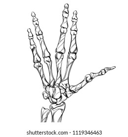 Skeleton is a sketch. Bones hand drawing style.