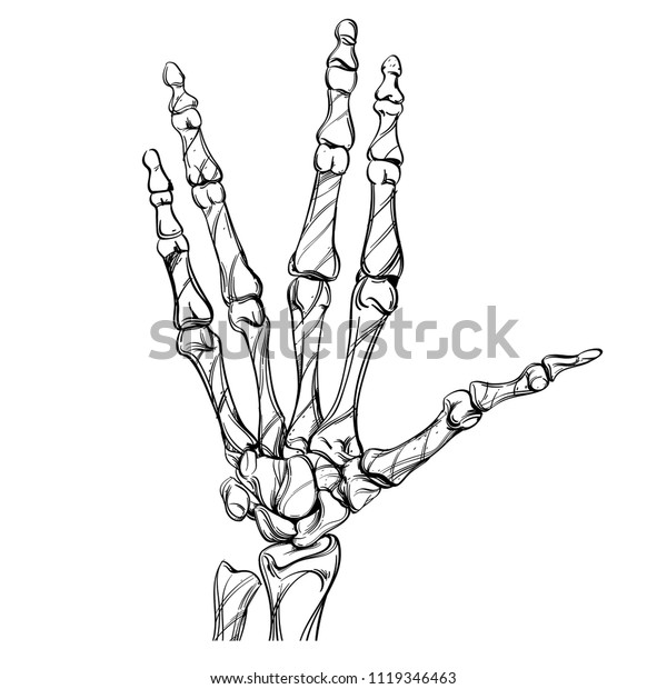 Skeleton Sketch Bones Hand Drawing Style Stock Vector (Royalty Free ...