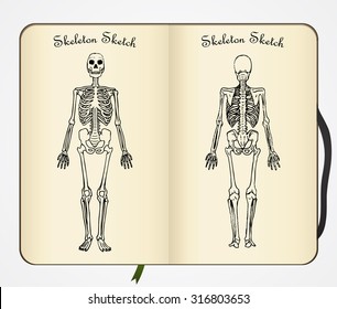 Skeleton sketch. Vector. Front and back view