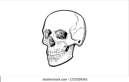 Skeleton Face Sketch Hd Stock Images Shutterstock