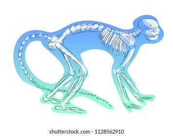 the skeleton of a small monkey