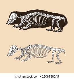 Skeleton southern marsupia mole vector illustration animal