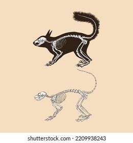 Skeleton squirrel vector illustration animal