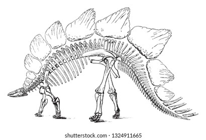 Skeleton of Stegosaurus rostratus, giant reptile of the secondary era, vintage engraved illustration. From the Universe and Humanity, 1910.
