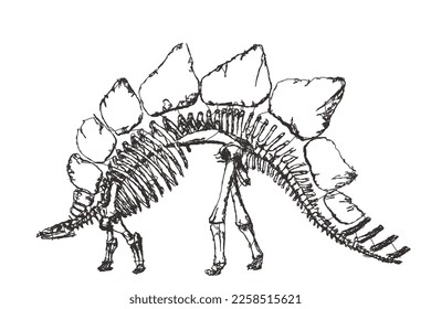 Esqueleto de Stegosaurus ungulatus. Esbozo de Doodle. Ilustración vectorial vintage.