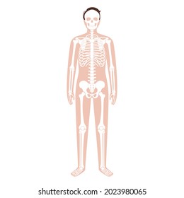 Skeleton system and human bones. X ray with adult male silhouette. Skull, arms, legs, knee and foot. Man body concept. Ribs, hands and joints. Isolated flat vector illustration. Poster for medical use
