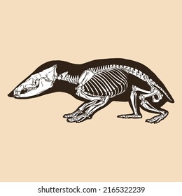Skeleton tailless tenrec vector illustration animal