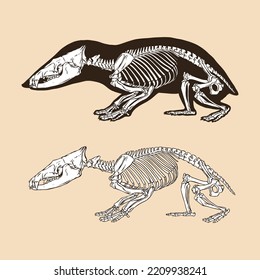 Skeleton tailless tenrec vector illustration animal