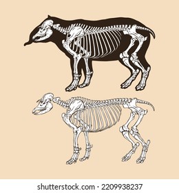 Skeleton tapir vector illustration animal