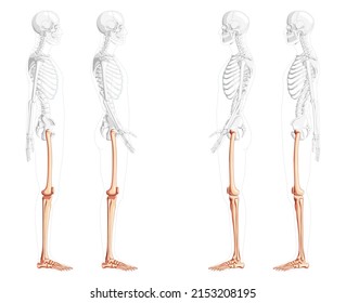 Skeleton Thighs and legs lower limb Human side view with partly transparent bones position. Set of patella, fibula, tibia, foot realistic flat natural color Vector illustration of anatomy isolated