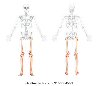 Skeleton Thighs and legs lower limb Human front back view with two arm poses with partly transparent bones. Fibula, tibia, foot realistic flat Vector illustration anatomy isolated on white background