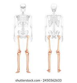 Skeleton Thighs and legs lower limb Human front back view with partly transparent bones position. Fibula, tibia, foot realistic flat concept Vector illustration of anatomy isolated on white background