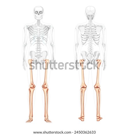 Skeleton Thighs and legs lower limb Human front back view with partly transparent bones position. Fibula, tibia, foot realistic flat concept Vector illustration of anatomy isolated on white background