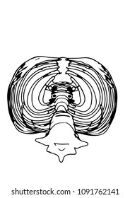 skeleton thorax vector