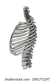 skeleton thorax vector