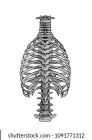 skeleton thorax vector