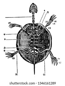 Skeleton Tortoise Which Expanded Forming Dorsal Stock Vector (Royalty ...