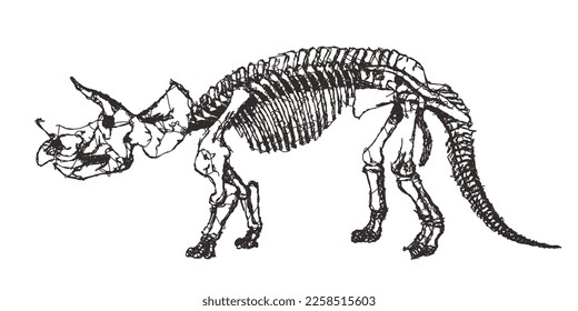 Skeleton of Triceratops prorsus. Doodle sketch. Vintage vector illustration.