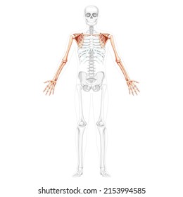 Skeleton upper limb Arms with Shoulder girdle Human front view with two arm poses with transparent bones position. Forearms realistic flat Vector illustration of anatomy isolated on white background