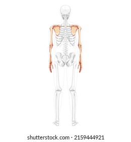 Skeleton upper limb Arms with Shoulder girdle Human back view with partly transparent bones position. Hands realistic flat natural color Vector illustration of anatomy isolated on white background