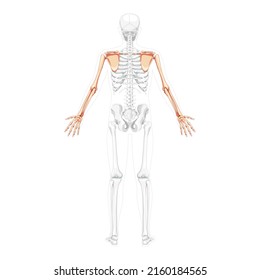 Skeleton upper limb Arms with Shoulder girdle Human back view with two arm poses with partly transparent bones position. Clavicle, scapula, forearms realistic flat concept Vector illustration anatomy