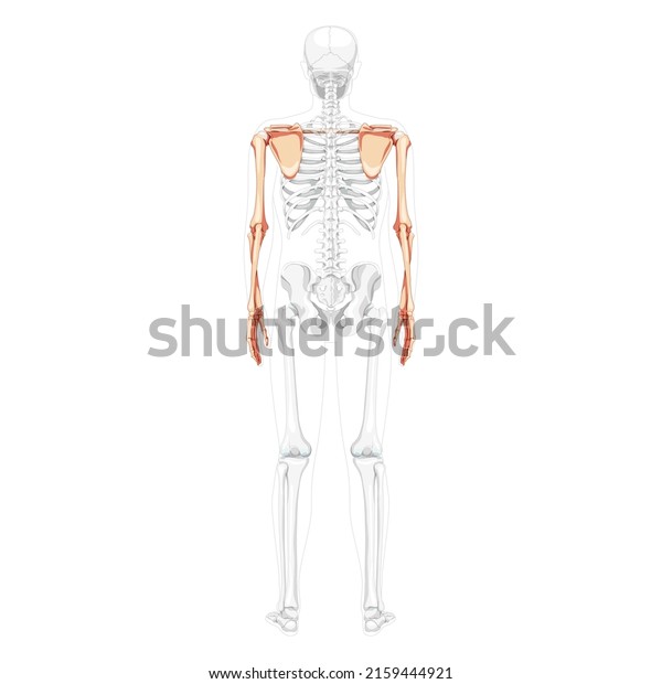 Skeleton upper limb Arms with Shoulder girdle\
Human back view with partly transparent bones position. Hands\
realistic flat natural color Vector illustration of anatomy\
isolated on white\
background