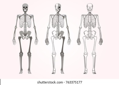 Skeleton vector. Full and half part of body. Linear shape of bones