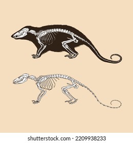 Skeleton virginia opossum vector illustration animal