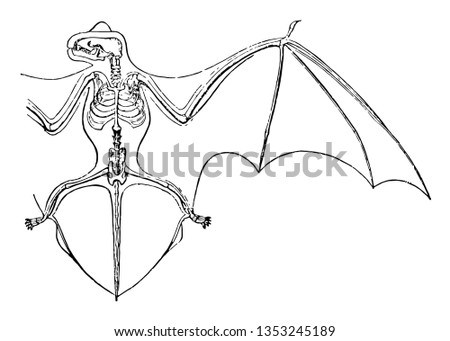Skeleton and Wing Membranes of the Noctule Bats which are Evening bats vintage line drawing or engraving illustration.