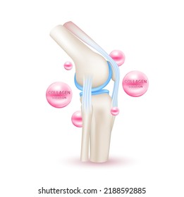 Skeleton x ray scan healthy joint bone anatomy. Vitamin collagen and calcium help heal arthritis knee. Isolated on white background realistic 3d vector.