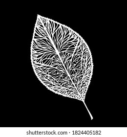 Skeletonized white leaf on a black background. Vector illustration