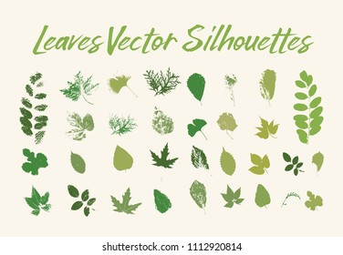 Skeletonizing insect damaged leaves. Blackberry and walnut tree, aspen and birch, maple and thuja, rowanberry and ginkgo. Print of leaf with veins, petiole texture. Botany and forest, wood theme