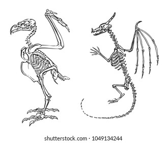 Skeletons of ancient birds. Archeology