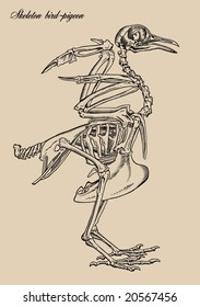 Skeletons birds-pigeon