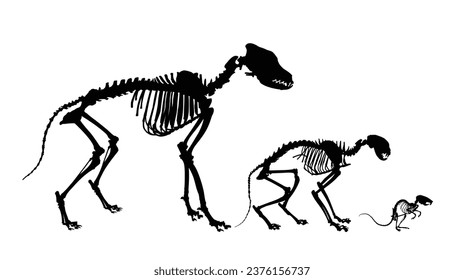 The skeletons of dog, cat and mouse.
