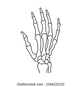 Esqueletos de la mano humana. Dibujado por líneas sobre fondo blanco. Ilustración del material vectorial.