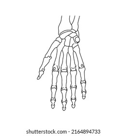 Esqueletos de la mano humana. Dibujado por líneas sobre fondo blanco. Ilustración del material vectorial.