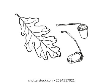 Sketch of acorns and oak leaves. Hand drawn vector illustration. Isolated on white background.