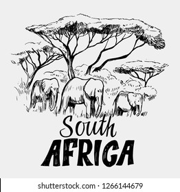 Sketch of the African savanna with elephants and trees. Hand drawn illustrtion converted to vector.