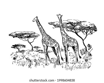Sketch of the African savanna, landscape with giraffes and trees. Black outline on white background.  Hand drawn illustration converted to vector.