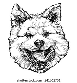 Sketch of Akita dog. vector illustration.