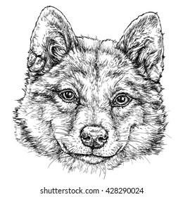 Sketch of Akita dog. vector illustration.