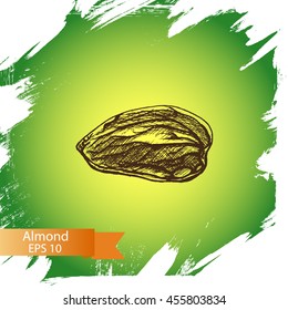 Sketch almonds.
Illustration nuts.