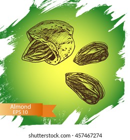 Sketch almonds.
Illustration nuts.