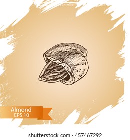 Sketch almonds.
Illustration nuts.