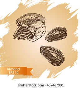 Sketch almonds.
Illustration nuts.