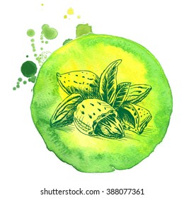 Sketch almonds.
Vector background watercolor sketch almonds.