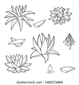 Sketch aloe vera vector collection. Hand drawn aloe outline set.
