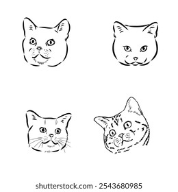 Sketch of an american shorthair american shorthair cat vector