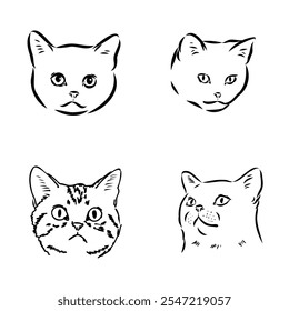 Sketch of an american shorthair american shorthair cat vector